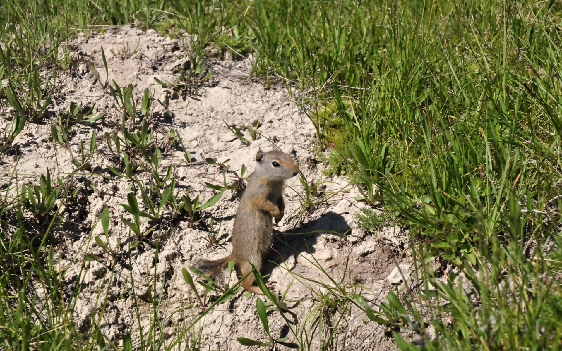 Fonds d'cran Animaux Rongeurs - Ecureuils Pika