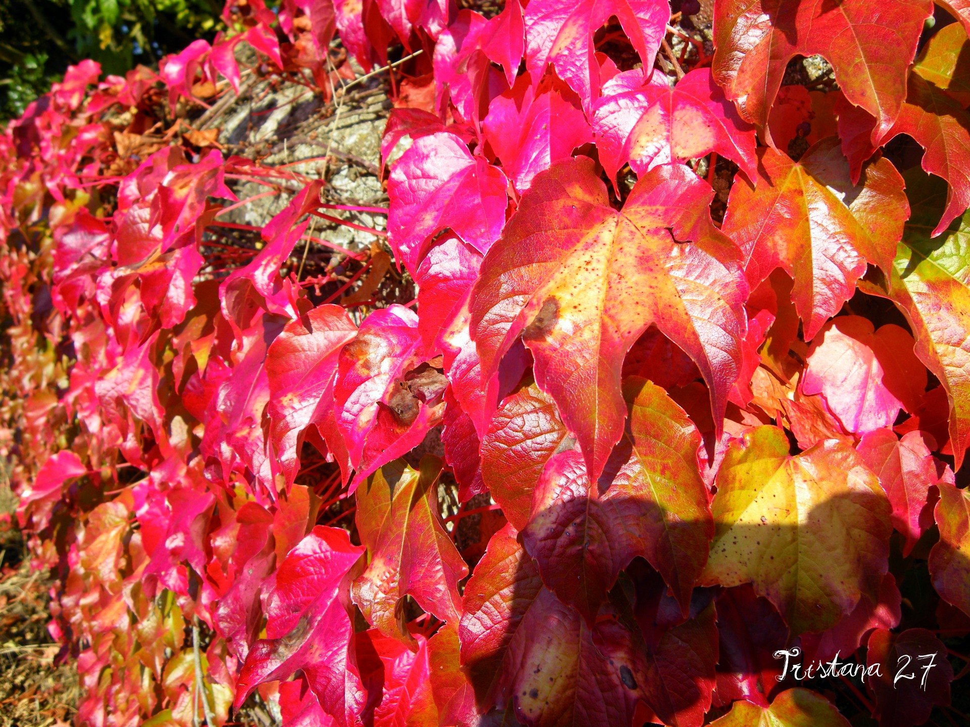 Fonds d'cran Nature Saisons - Automne Mur d'Automne...