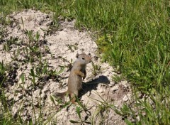 Fonds d'cran Animaux Pika