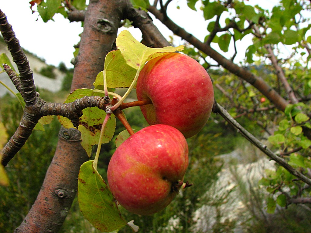 Fonds d'cran Nature Fruits Pommes sauvages 