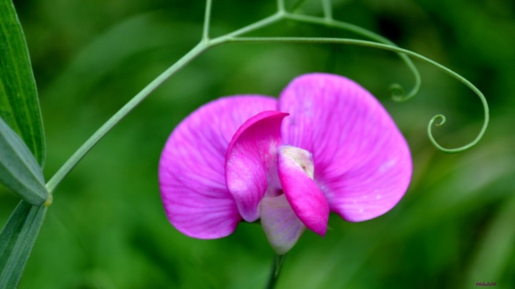 Fonds d'cran Nature Fleurs FLEUR