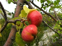 Fonds d'cran Nature Pommes sauvages 