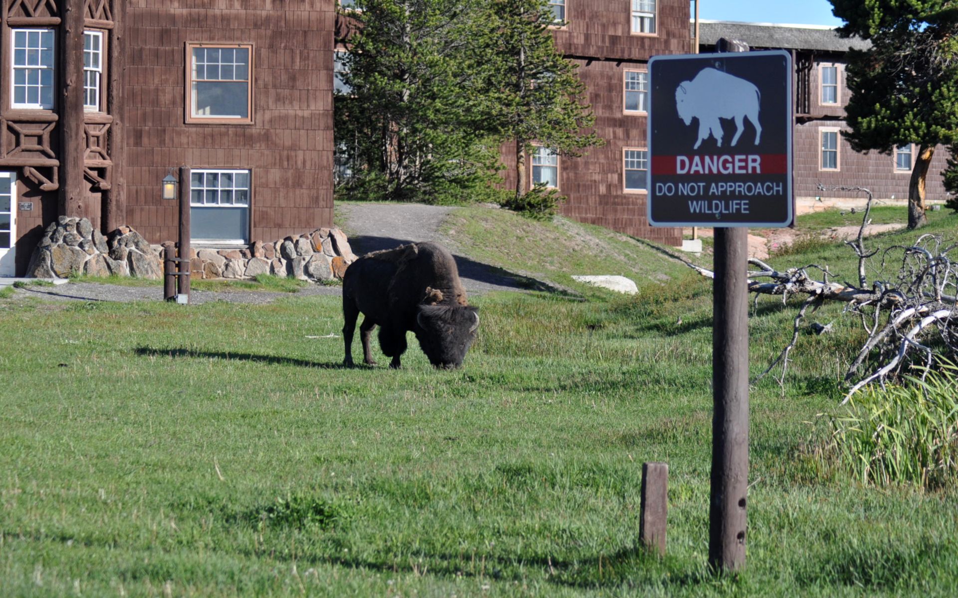 Fonds d'cran Animaux Bisons - Buffles Danger : Humains!!