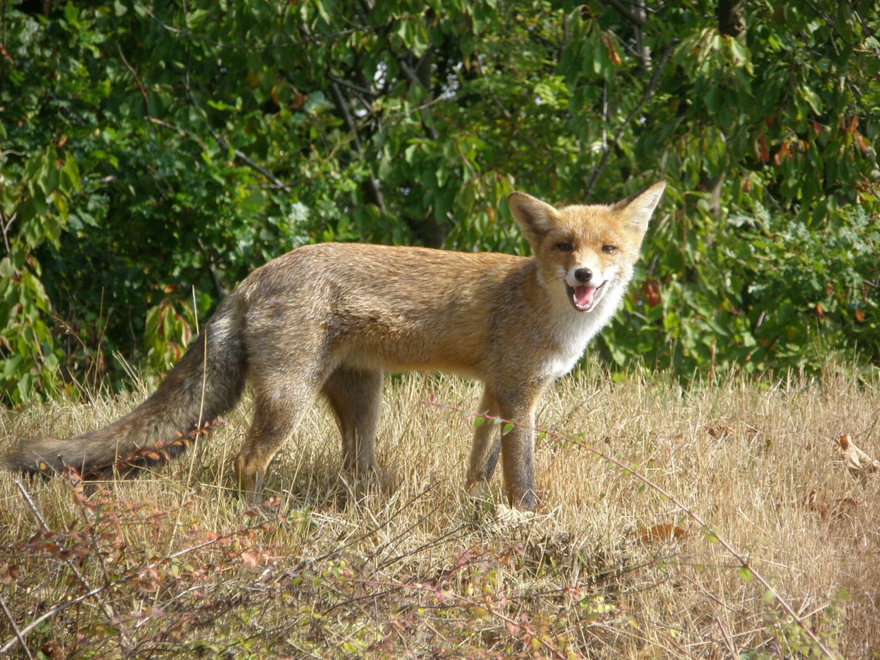 Wallpapers Animals Foxes renard jardins suspendus