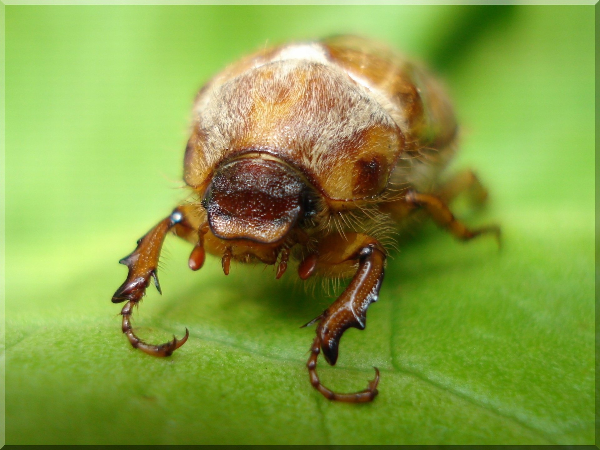 Fonds d'cran Animaux Insectes - Hannetons Hanneton