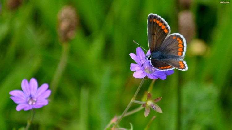 Fonds d'cran Animaux Insectes - Papillons Wallpaper N269937