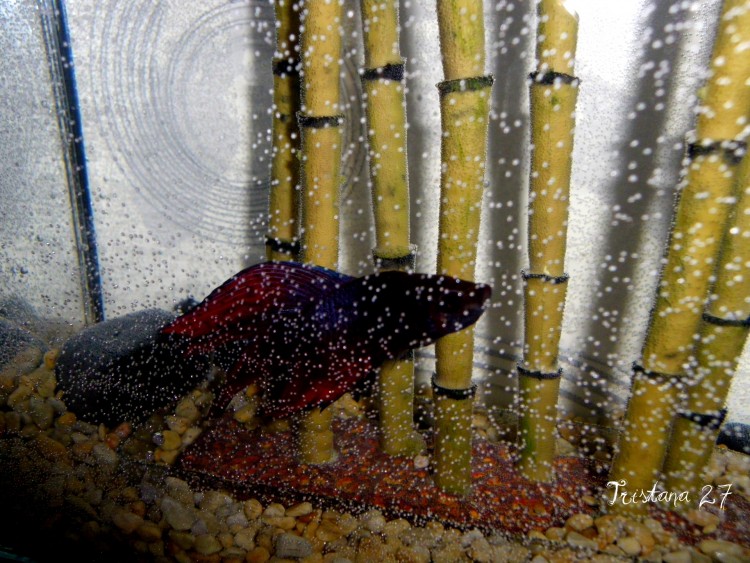 Fonds d'cran Animaux Poissons d'eau douce Vagabond...