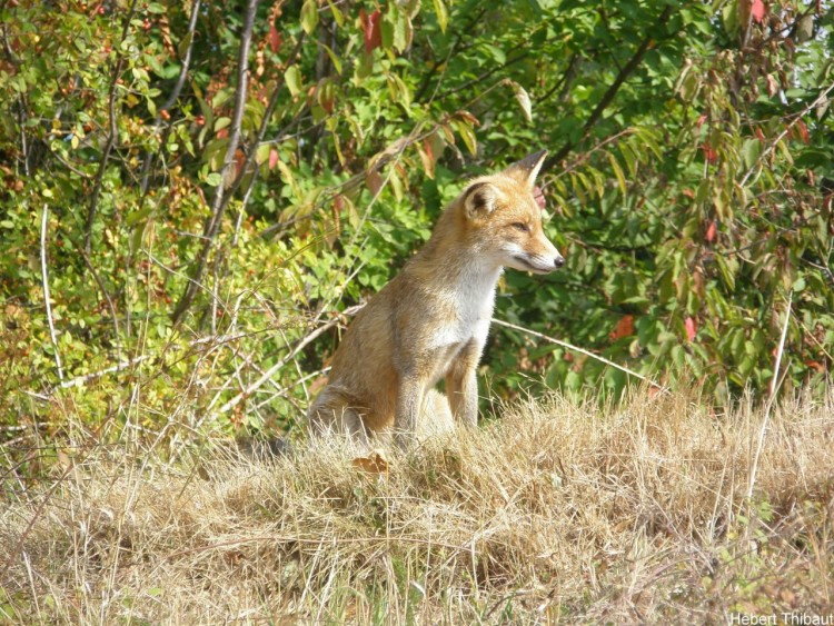 Wallpapers Animals Foxes renard jardins suspendus