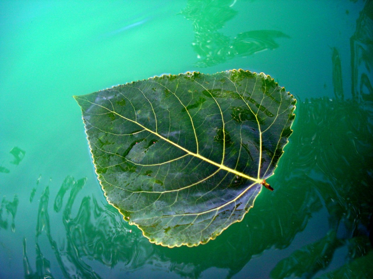 Wallpapers Nature Leaves - Foliage Feuille verte 