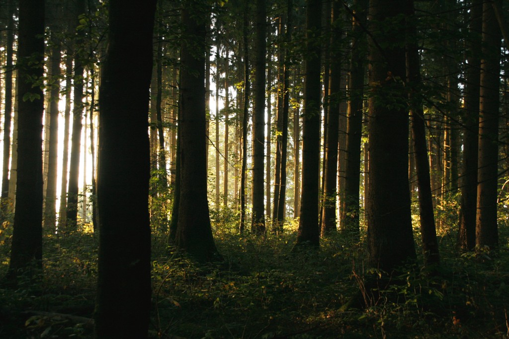 Fonds d'cran Nature Arbres - Forts Ambiance 3