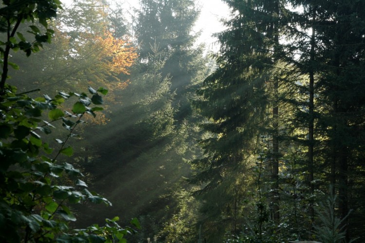 Fonds d'cran Nature Arbres - Forts Ambiance