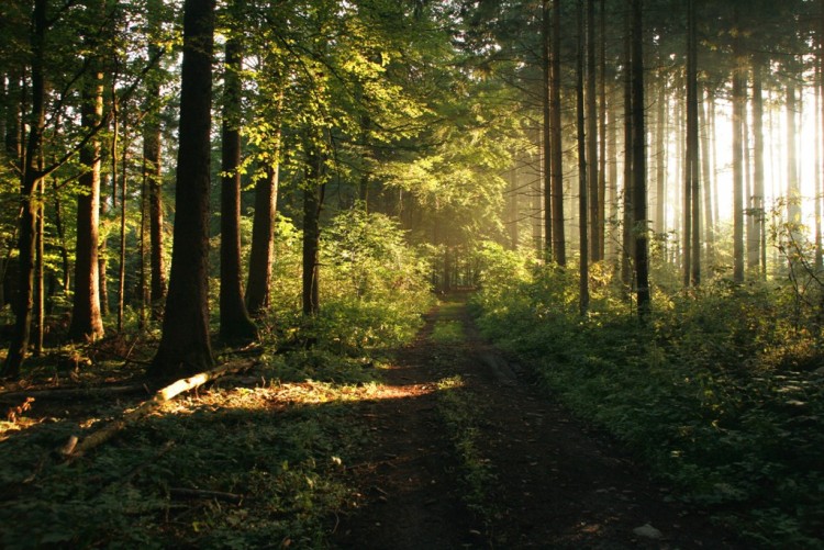 Fonds d'cran Nature Arbres - Forts Ambiance 4