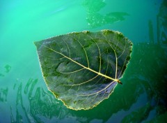 Wallpapers Nature Feuille verte 