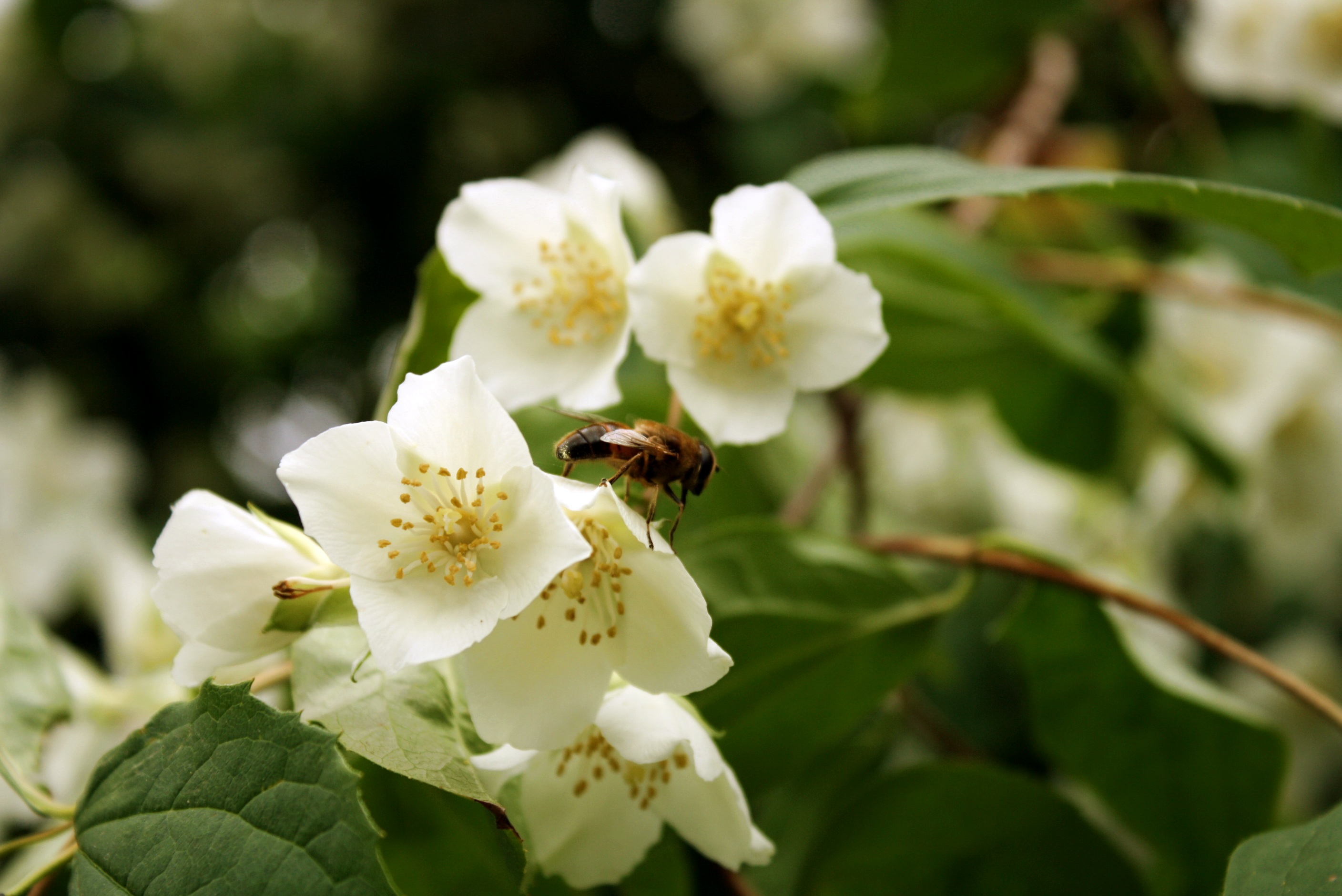 Fonds d'cran Animaux Insectes - Abeilles Gupes ... Le temps des rcoltes