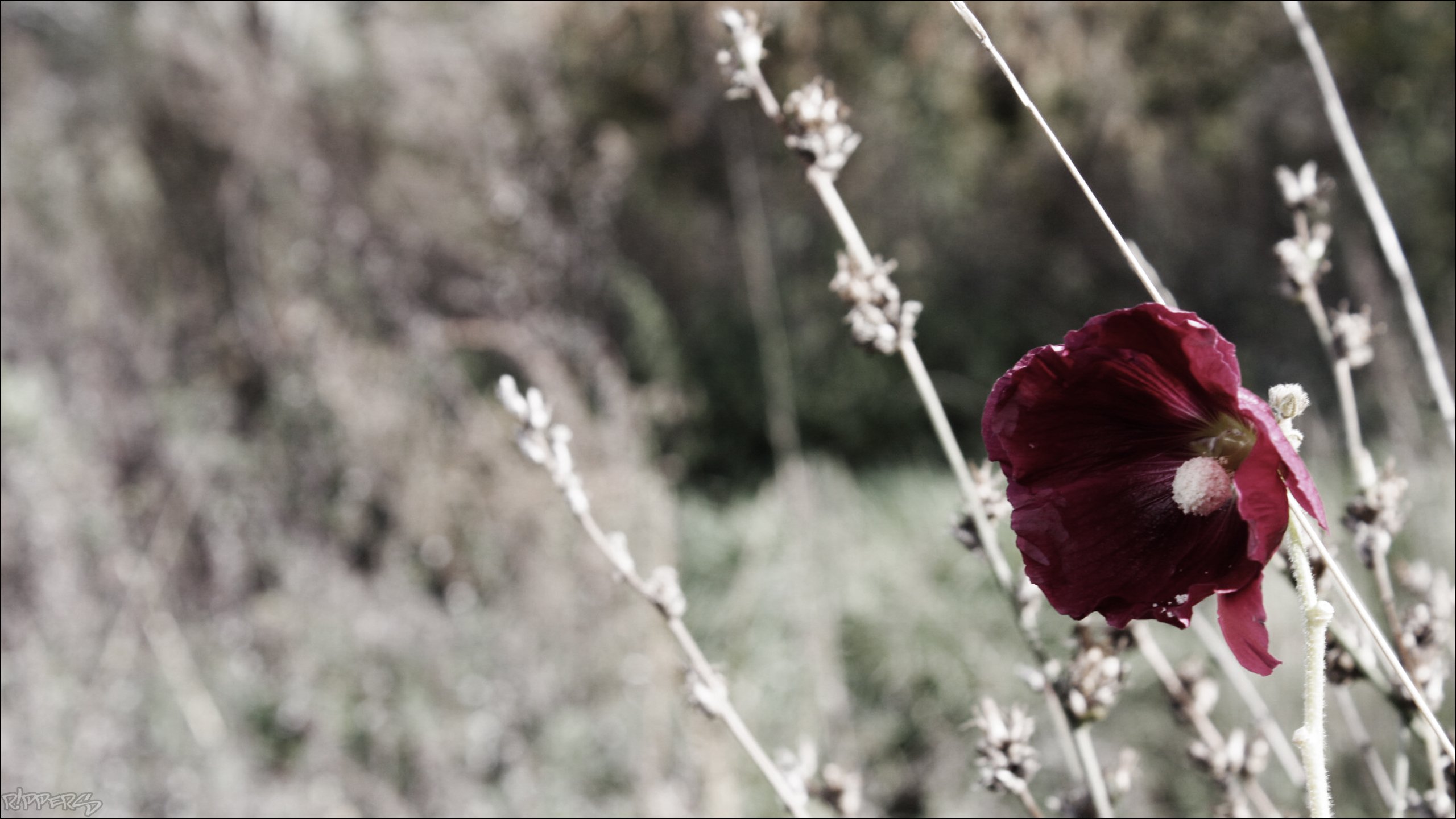 Fonds d'cran Nature Fleurs Fleur