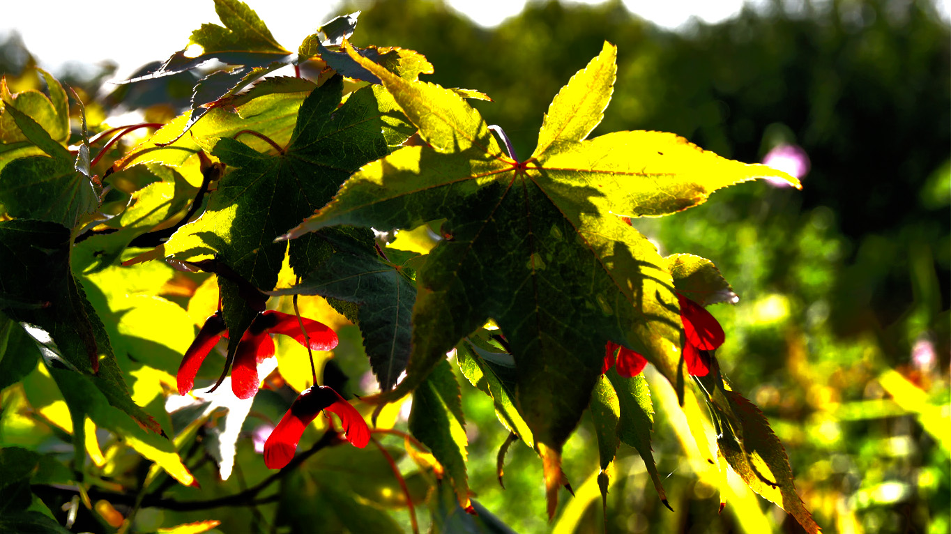 Wallpapers Nature Leaves - Foliage Erable