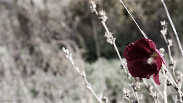 Wallpapers Nature Flowers Fleur