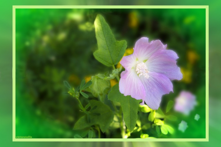 Fonds d'cran Nature Fleurs fleur 5