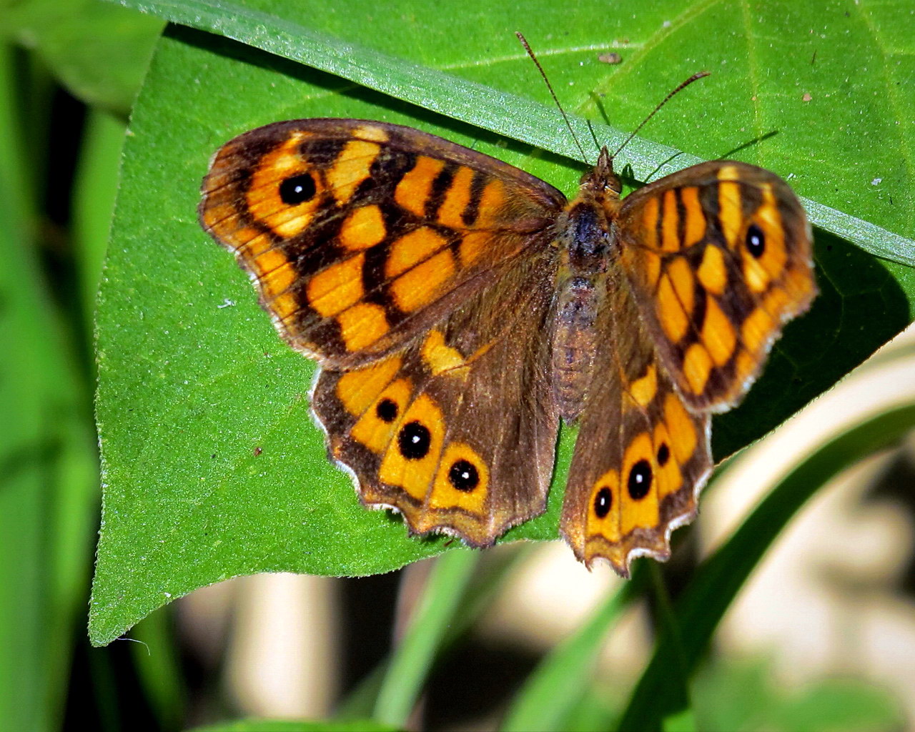 Wallpapers Animals Insects - Butterflies Soleil au znith