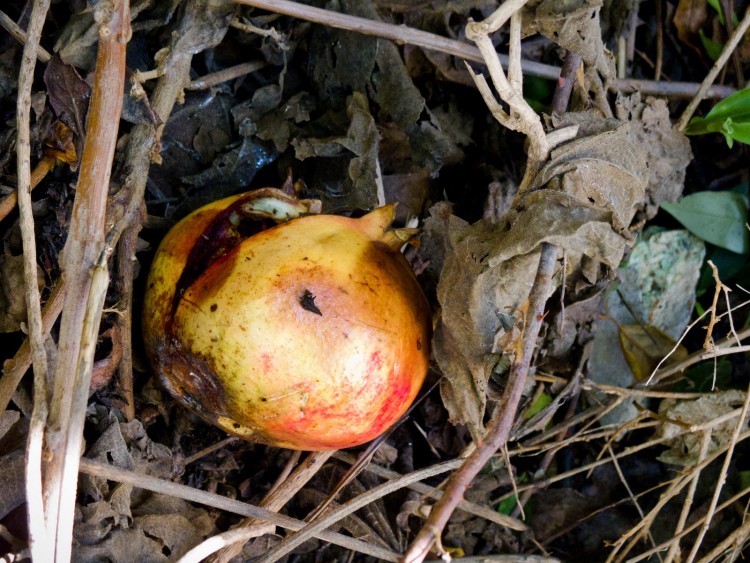 Wallpapers Nature Fruits Automne