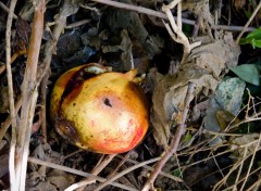 Fonds d'cran Nature Automne