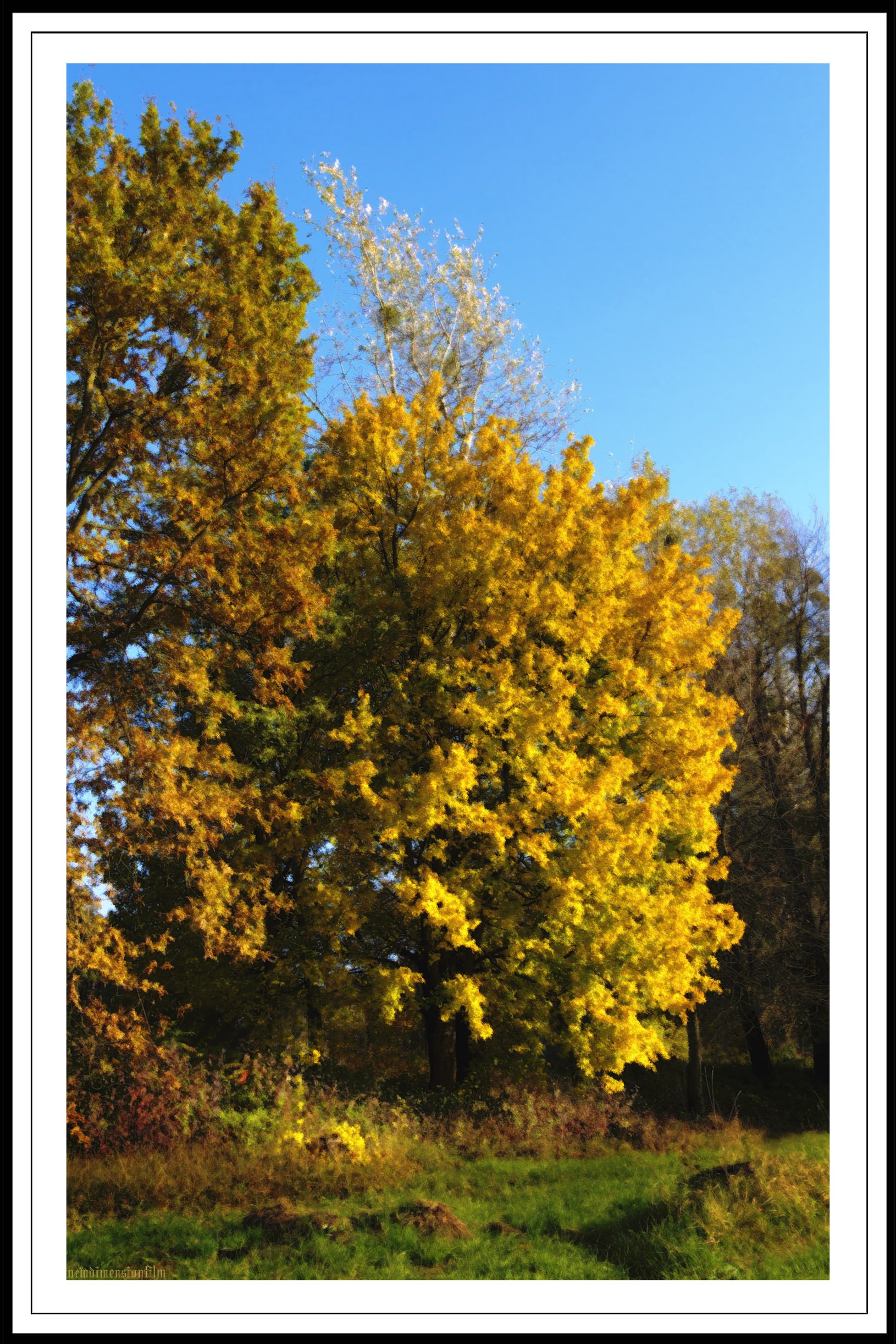 Fonds d'cran Nature Arbres - Forts couleurs d'automne 1.