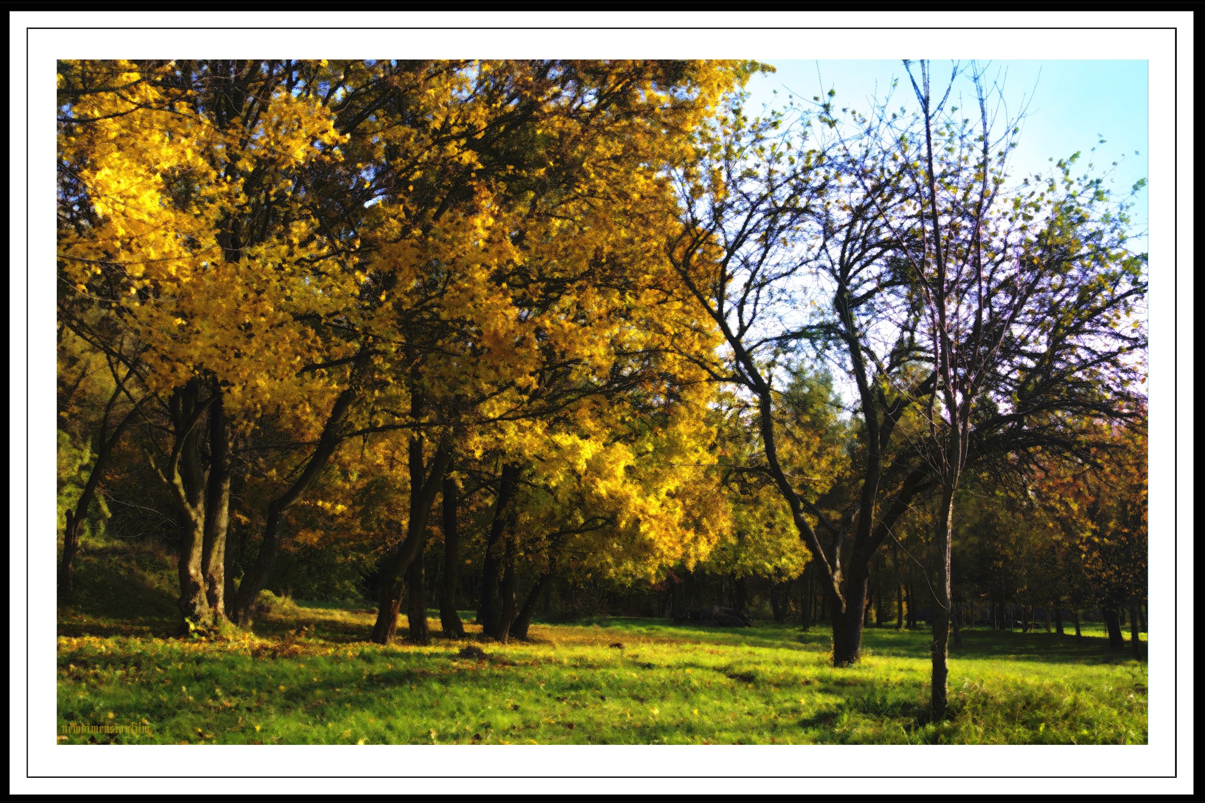 Fonds d'cran Nature Arbres - Forts couleurs d'automne 2.