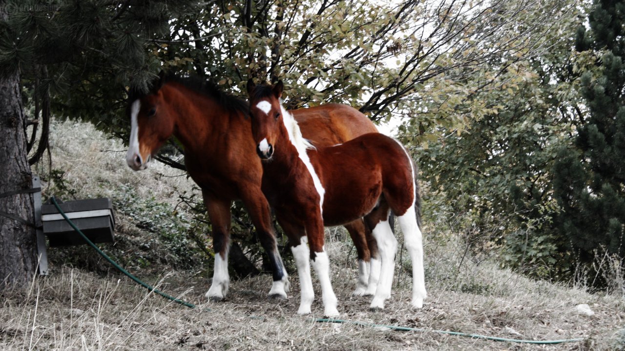 Wallpapers Animals Horses Chevaux