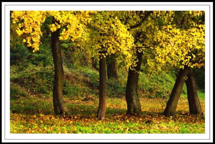 Wallpapers Nature Trees - Forests couleurs d'automne 3.