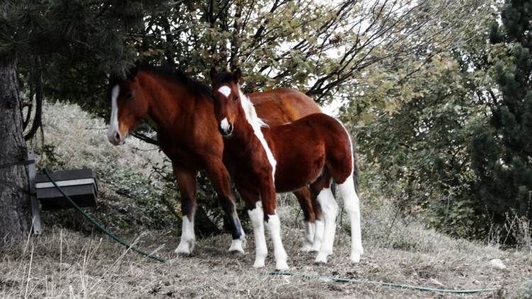 Fonds d'cran Animaux Chevaux Chevaux