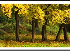 Wallpapers Nature couleurs d'automne 3.