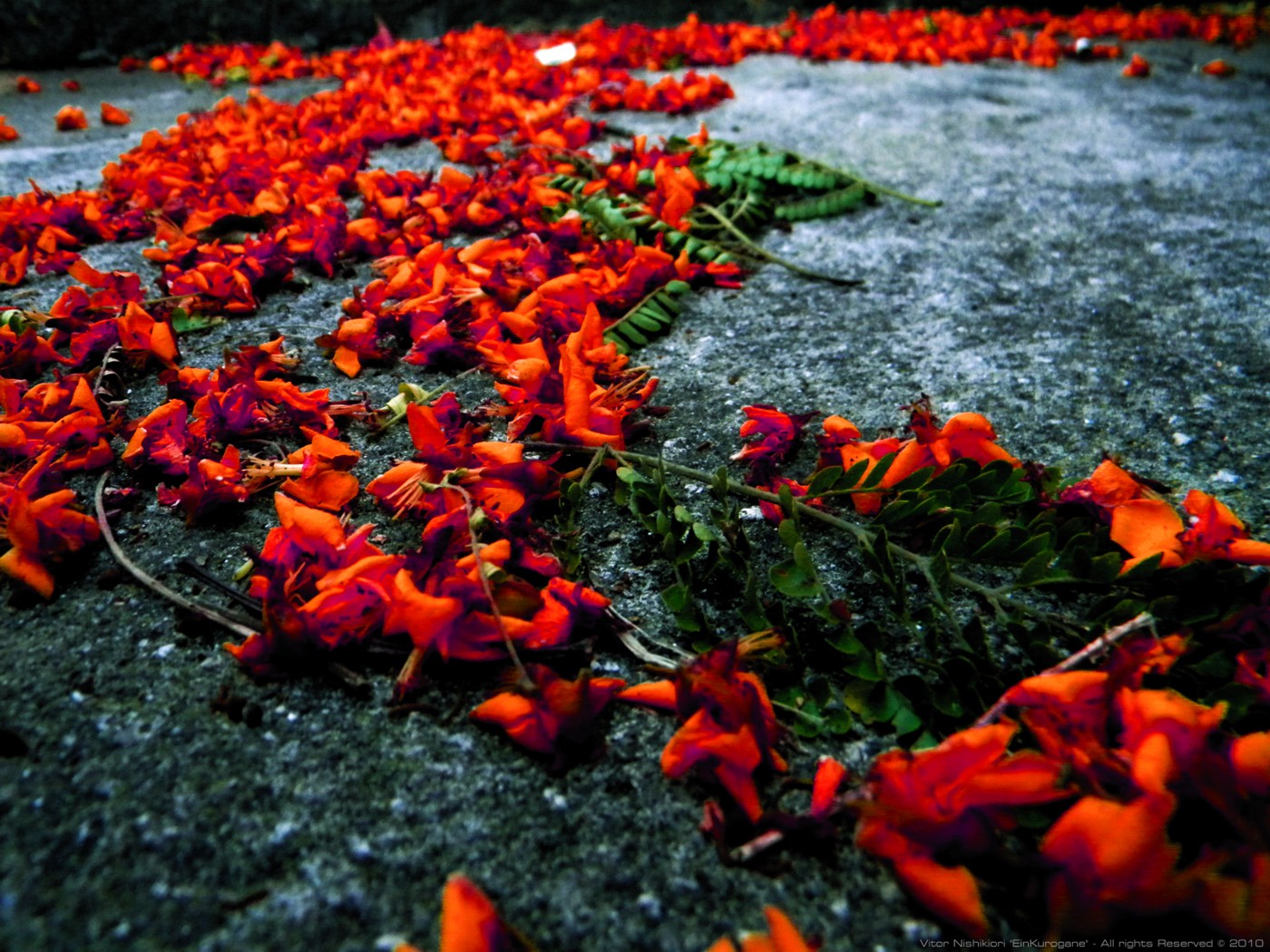 Fonds d'cran Nature Fleurs Forgotten Red Flowers