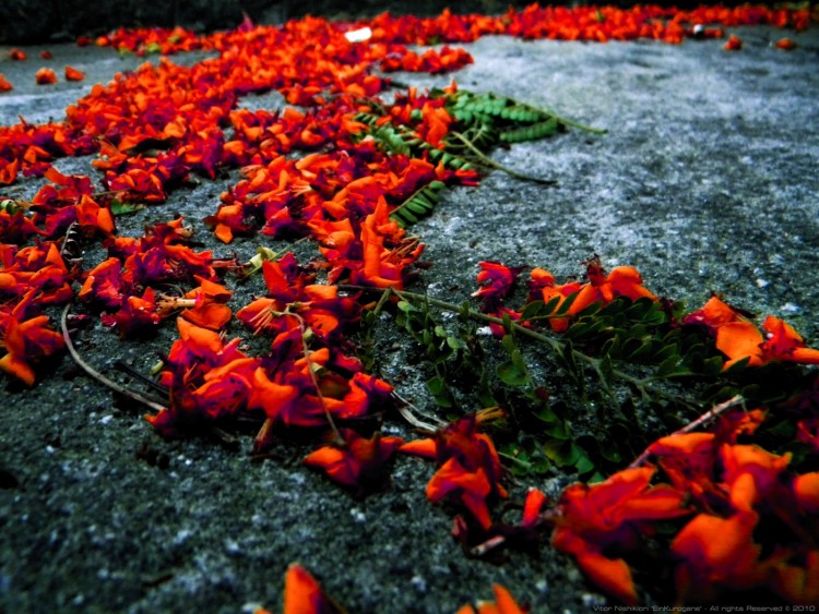 Fonds d'cran Nature Fleurs Forgotten Red Flowers