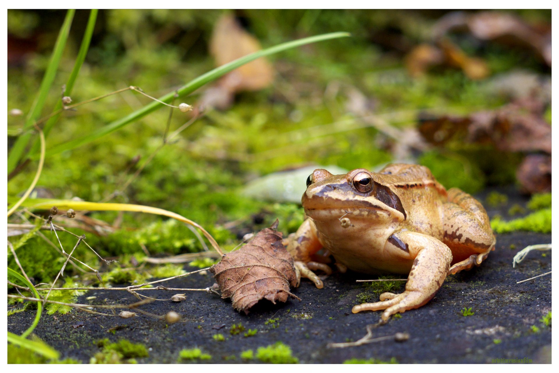 Fonds d'cran Animaux Grenouilles - Crapauds  faraud grenouille