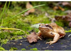 Wallpapers Animals  faraud grenouille
