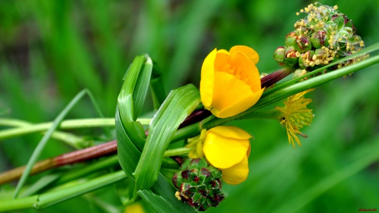 Wallpapers Digital Art Nature - Flowers arrete de te jetter des fleurs et prends mon bouquet.... 