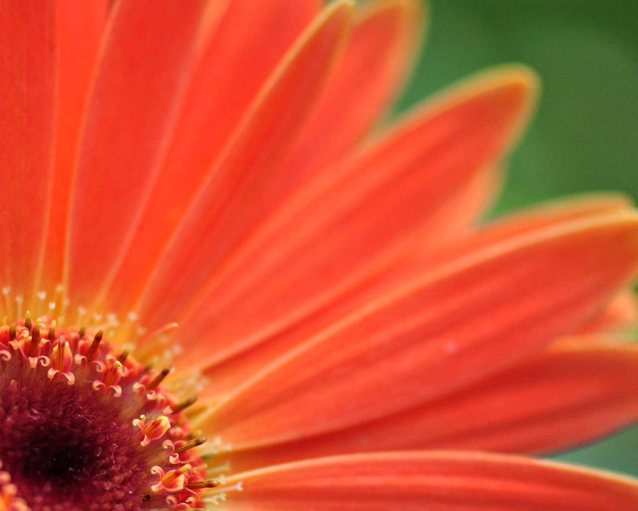 Fonds d'cran Nature Fleurs 