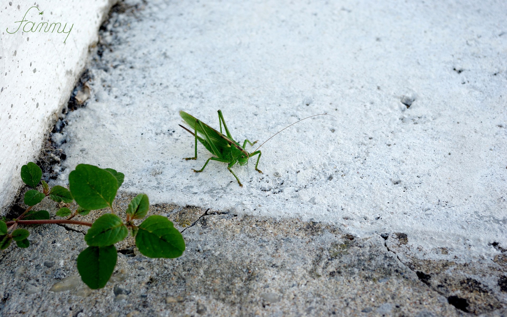 Wallpapers Animals Insects - Grasshoppers and Locusts 