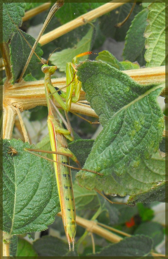 Wallpapers Animals Insects - Mantis Mante Religieuse