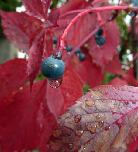 Wallpapers Nature Water - Drops pluie d'automne