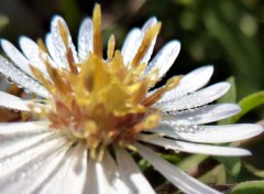 Fonds d'cran Nature rose du matin