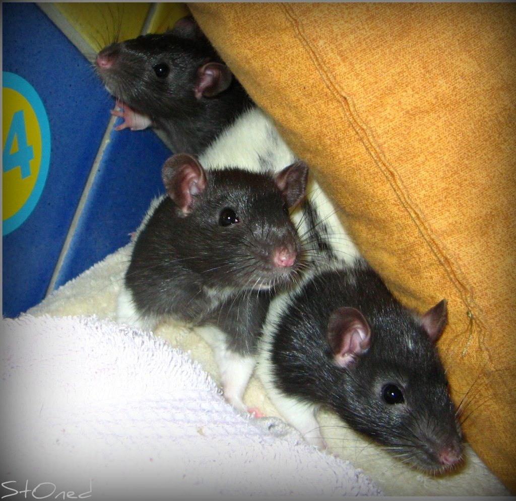 Wallpapers Animals Rodents - Rats Aiko, pearl, Miyo 