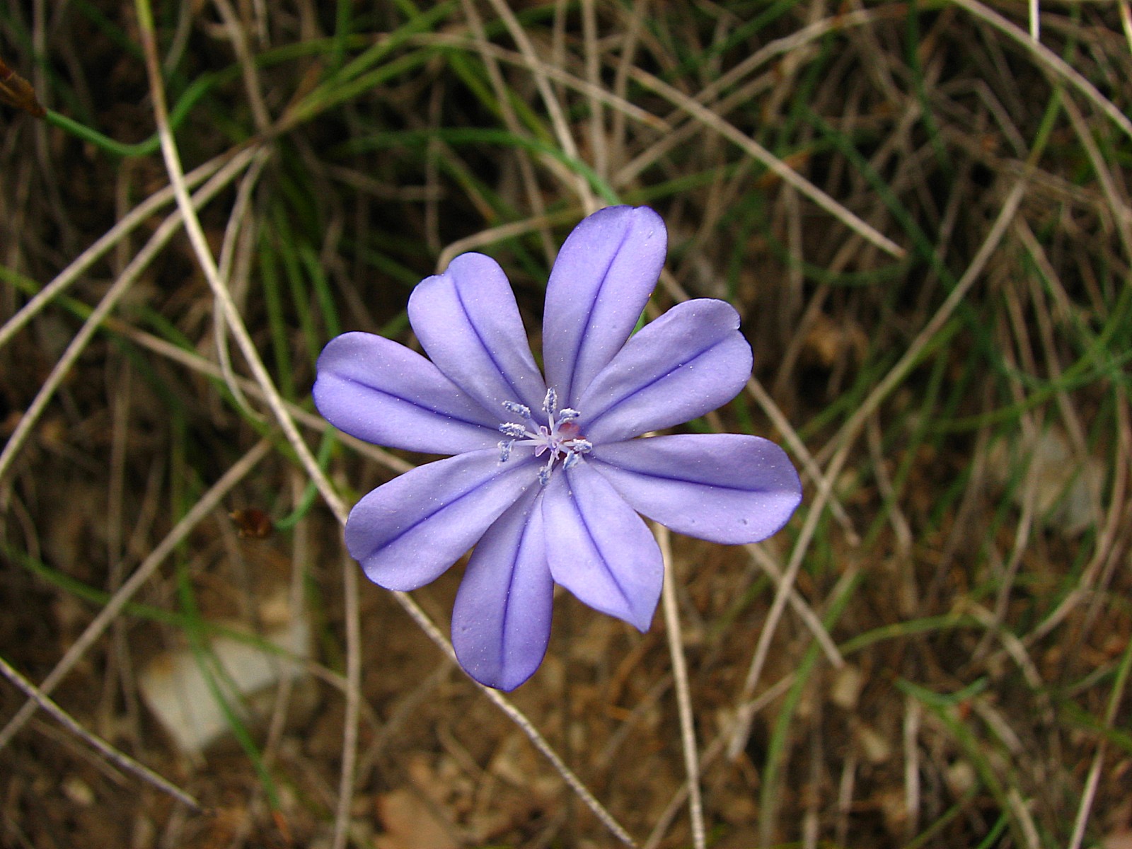 Fonds d'cran Nature Fleurs Aphyllante de Montpellier 