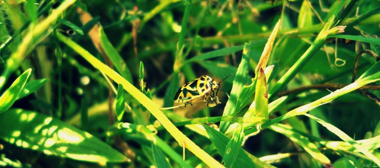 Wallpapers Animals Insects - Miscellaneous Un insecte 2