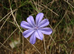 Fonds d'cran Nature Aphyllante de Montpellier 