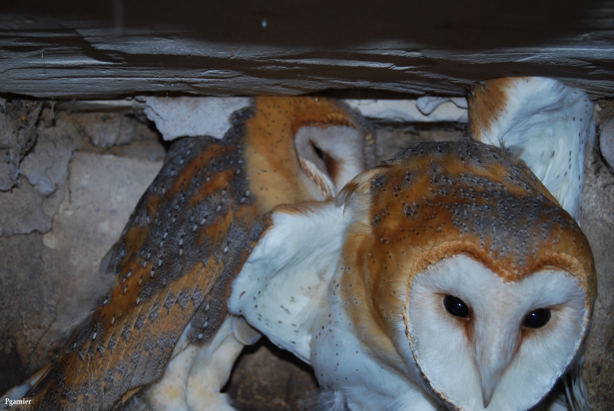 Fonds d'cran Animaux Oiseaux - Hiboux et Chouettes Chouette de chouettes