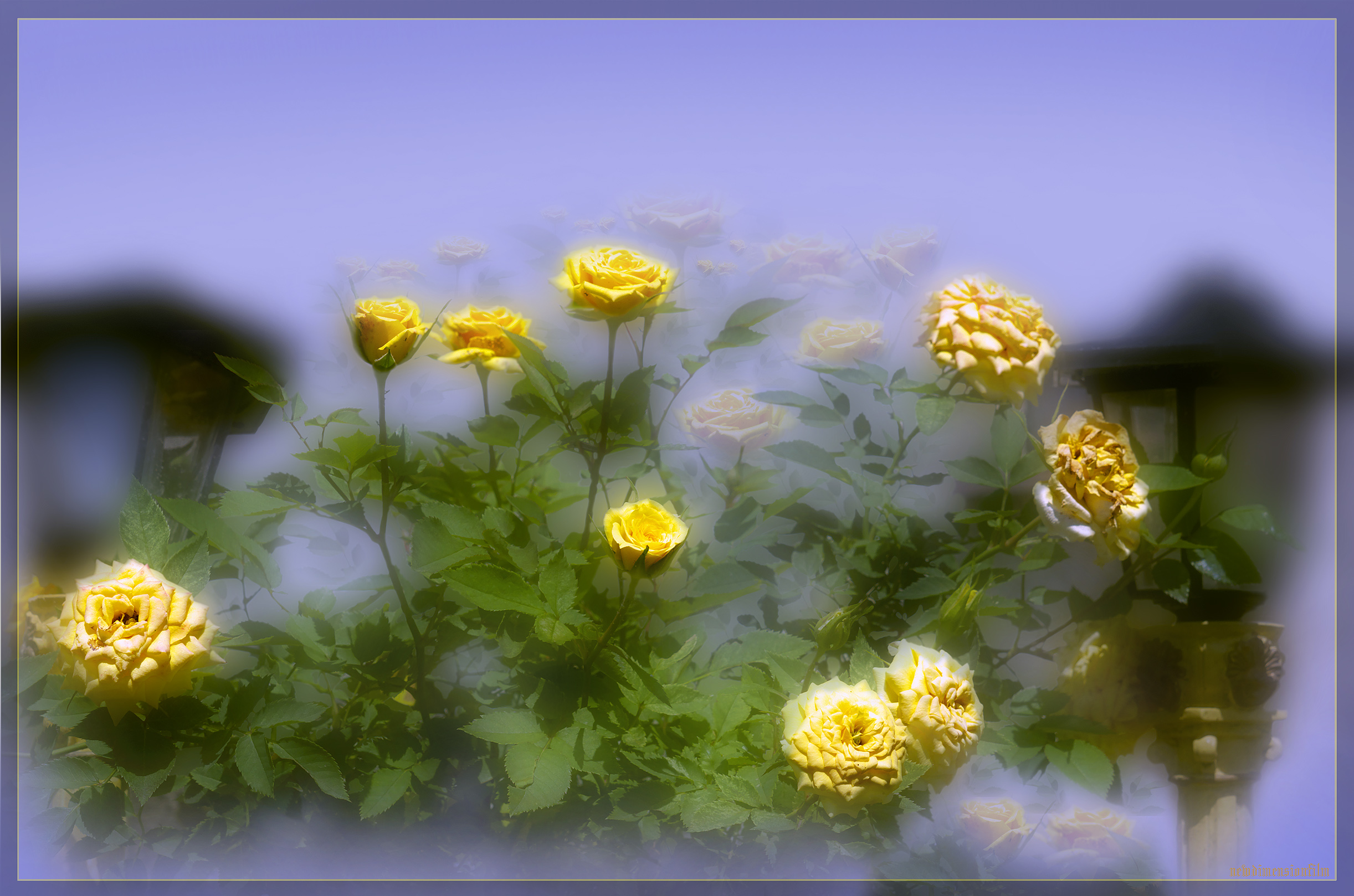 Wallpapers Nature Flowers rve 