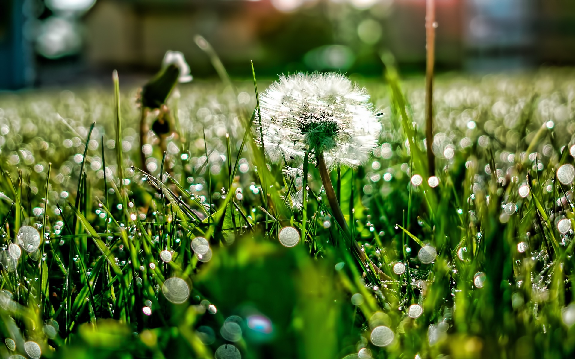 Fonds d'cran Nature Fleurs 