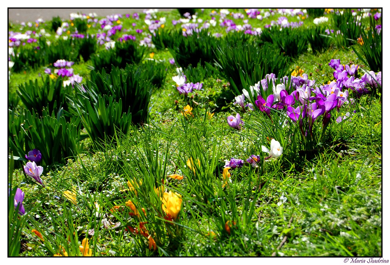 Fonds d'cran Nature Fleurs 