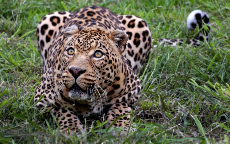 Wallpapers Animals Felines - Leopards Lopards